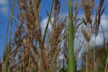 Fototapeta premium grass and sky