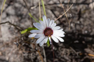 Foto op Canvas Single flower of a Cape Daisy (Dimorphotheca sp.) seen in Bain's Kloof in the Western Cape of South Africa © Christian Dietz