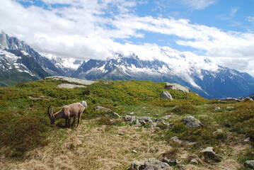 Fototapeta na wymiar Tour du Mont Blanc (TMB)