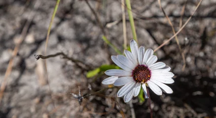 Foto op Canvas South African Wildflower: White Flower of a Cape Daisy (Dimorphotheca sp.) seen in Bain's Kloof in the Western Cape of South Africa © Christian Dietz