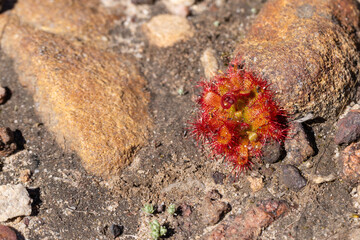 Carnivorous plants: Single plant of the Sundew Drosera trinervia on in the Bain's Kloof in the Western Cape of South Africa