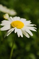 Fototapeta premium daisy flower