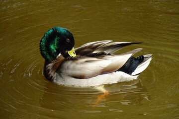 One single male wild duck with a bright green head and yellow beak swimming in the pond's brown water. Duck cleans feathers. Ripple around the duck. Sunny summer or spring day.