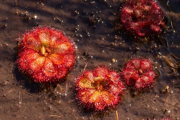 Foto op Canvas Red Rosettes of Drosera admrablis, taken in the Bain's Kloof in the Western Cape of South Africa © Christian Dietz