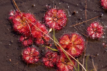 Deurstickers Group of Drosera admirabilis, a carnivorous Sundew, in natural habitat in the Bain's Kloof, Western Cape of South Africa © Christian Dietz