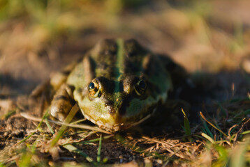frog on the ground