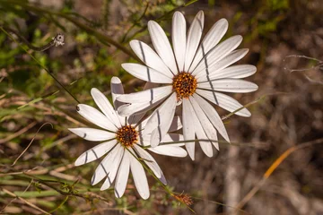 Foto op Canvas Flowers of Dimorphotheca sp. seen in natural habitat in the Bain's Kloof in the Western Cape of South Africa © Christian Dietz