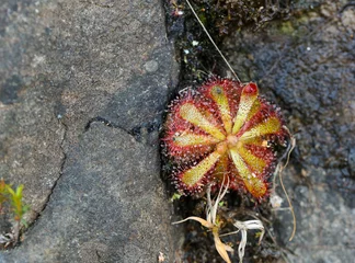 Deurstickers Drosera aliciae, a carnivorous plant, growing between rocks in natural habitat on the Bain's Kloof in the Western Cape of South Africa © Christian Dietz