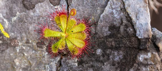 Foto op Canvas Single plant of  the carnivorous plant Drosera trinervia taken in the Bain's kloof in the Western Cape of South Africa © Christian Dietz