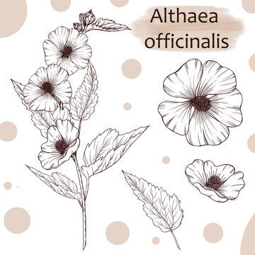 Althaea officinalis illustration, medicinal herbs sketch, summer wild flower black drawing, marshmallow medicinal art