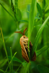 frog on a leaf