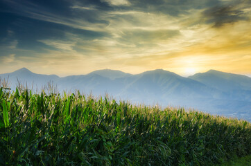Fototapeta na wymiar 山を背景に、夏空の下で育っているトウモロコシ畑の風景
