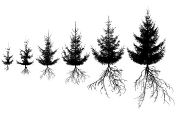 Growing spruce tree with roots. Life process of fir tree and rootage, silhouette. Vector illustration
