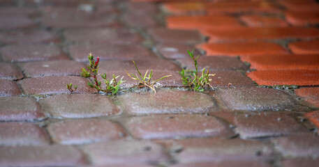 wash garden paths after floods in Europe, horizontal