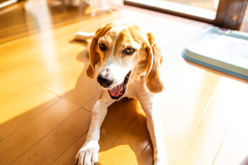 明るい窓辺で伏せをしながらあくびをするビーグル犬