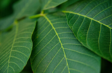 Green walnut leaves on a branch close-up.