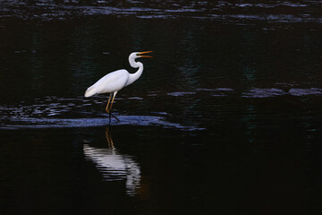 日本の水鳥　川面に映り込むダイサギ　広島県三原市沼田川