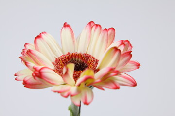 거베라 꽃사진