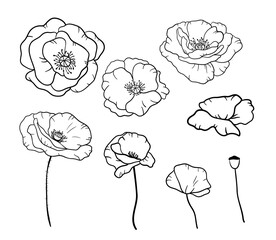 Black and white line illustration of poppies flowers on a white background. Vector buds of poppy in outline style