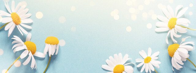 Fototapeta na wymiar Sunny banner with white daisies on blue background