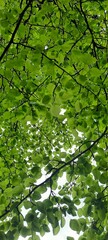 green leaves in the morning sun