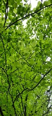 green leaves background