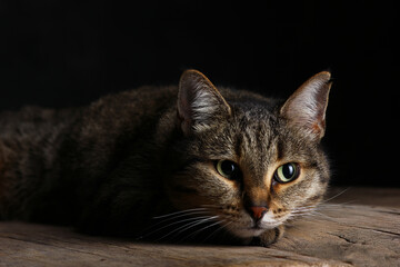 portrait of a resting cat resting in a beam of light on a dark background