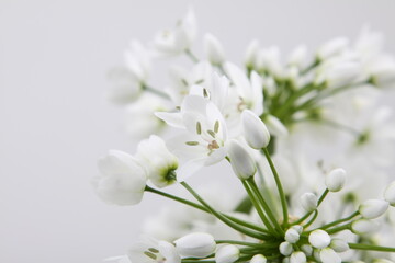 Fototapeta premium 흰색 호아니 꽃사진