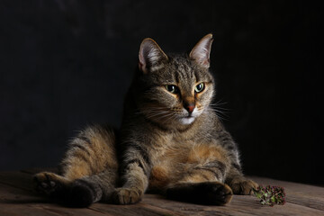 Fototapeta na wymiar portrait of a resting cat resting in a beam of light on a dark background