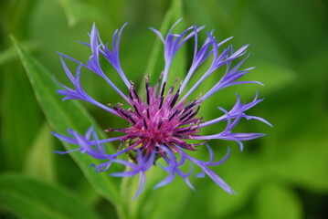 Cornflower mountain from the Aster family. Centaurea montana stands on a green stem among green grasses and other plants. Thin purple petals and rosy flower core.