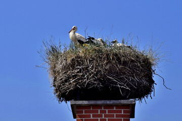 Weißstörche im Nest hoch oben auf dem Kamin vor blauem Himmel