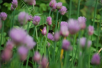 Bumblebee collects nectar on purple flowers. Light purple flowers of Schnitt-onion blossomed on thin green stems. A bumblebee sits on one flower and collects nectar