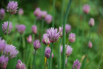 Purple flowers on thin green stems. Chives grows in small colonies on the tips of the stems with light purple flowers with a yellow heart.