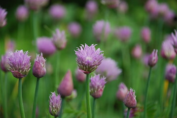 Purple flowers on thin green stems. Chives grows in small colonies on the tips of the stems with light purple flowers with a yellow heart.