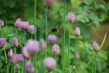 Bumblebee collects nectar on purple flowers. Light purple flowers of Schnitt-onion blossomed on thin green stems. A bumblebee sits on one flower and collects nectar
