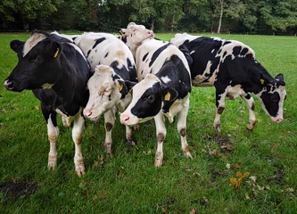 Fototapeten cows in a meadow in Orvelte, Drenthe Province, The Netherlands © Holland-PhotostockNL