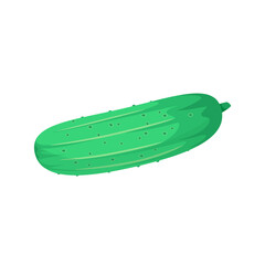 Green ripe cucumber on a white background. A vegetable.