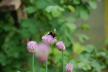 Bumblebee collects nectar on purple flowers. Light purple flowers of Schnitt-onion blossomed on thin green stems. A bumblebee sits on one flower and collects nectar