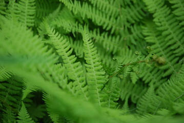 Fototapeta na wymiar Green wide and long fern leaves. Polypodiophyta with many actual leaves growing from a single root. Long stems with many shoots with leaves.