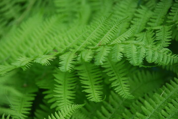 Obraz premium Green wide and long fern leaves. Polypodiophyta with many actual leaves growing from a single root. Long stems with many shoots with leaves.