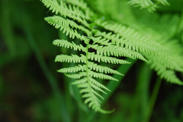 Fern Polypodiophyta among other herbs. Among the grass and other plants is a rich green fern branch with many small long leaves.