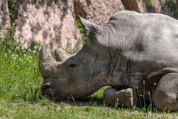 Naklejka premium Rinoceronte