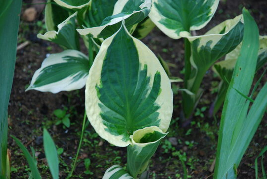 Ornamental plant Khosta fortchuna patriot. Dark green leaves with a wide white-yellow edge. The leaves are wide, oval in shape, growing not high from the ground.