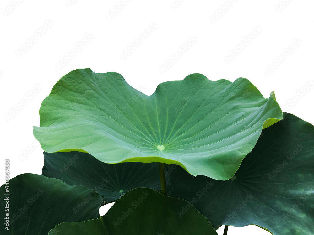 Canvas Prints isolated waterlily or lotus leaves with clipping paths.
