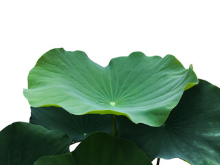 Isolated waterlily or lotus leaves with clipping paths.