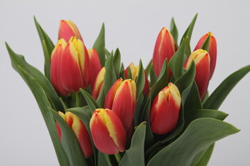 Fototapeta premium 튤립