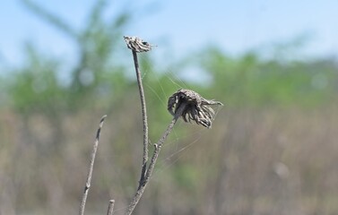 Know nature closely
