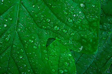 image of green leaf water drop