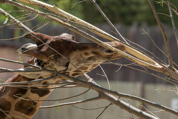 Giraffa golosa