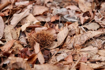 落ち葉の中のイガグリ